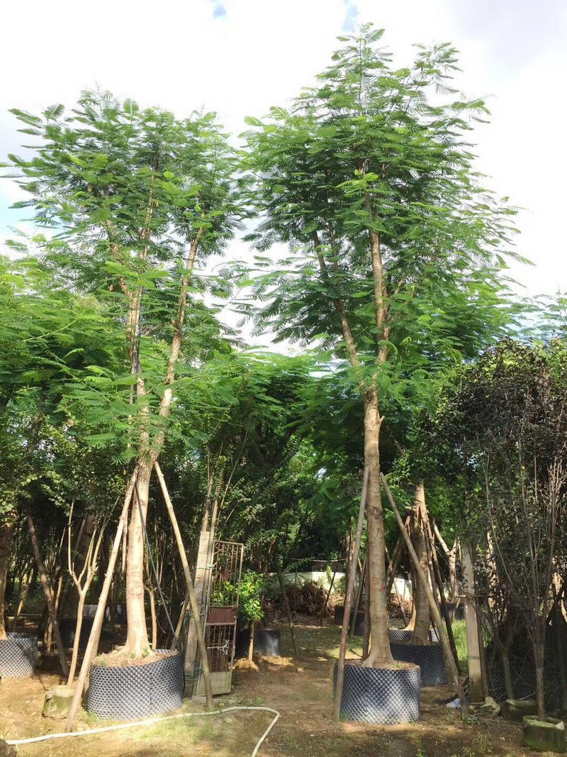 鳳凰木圖片/鳳凰木樣板圖 (3)