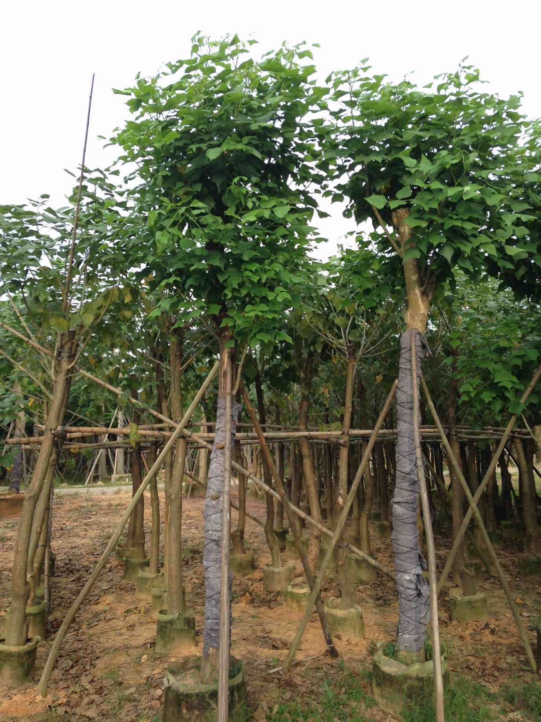 優(yōu)質(zhì)雞冠刺桐圖片/優(yōu)質(zhì)雞冠刺桐樣板圖 (3)