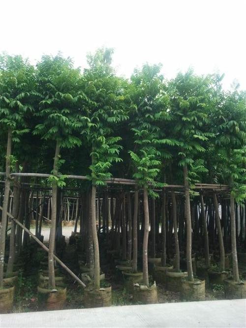 面子圖片/面子樣板圖 (2)