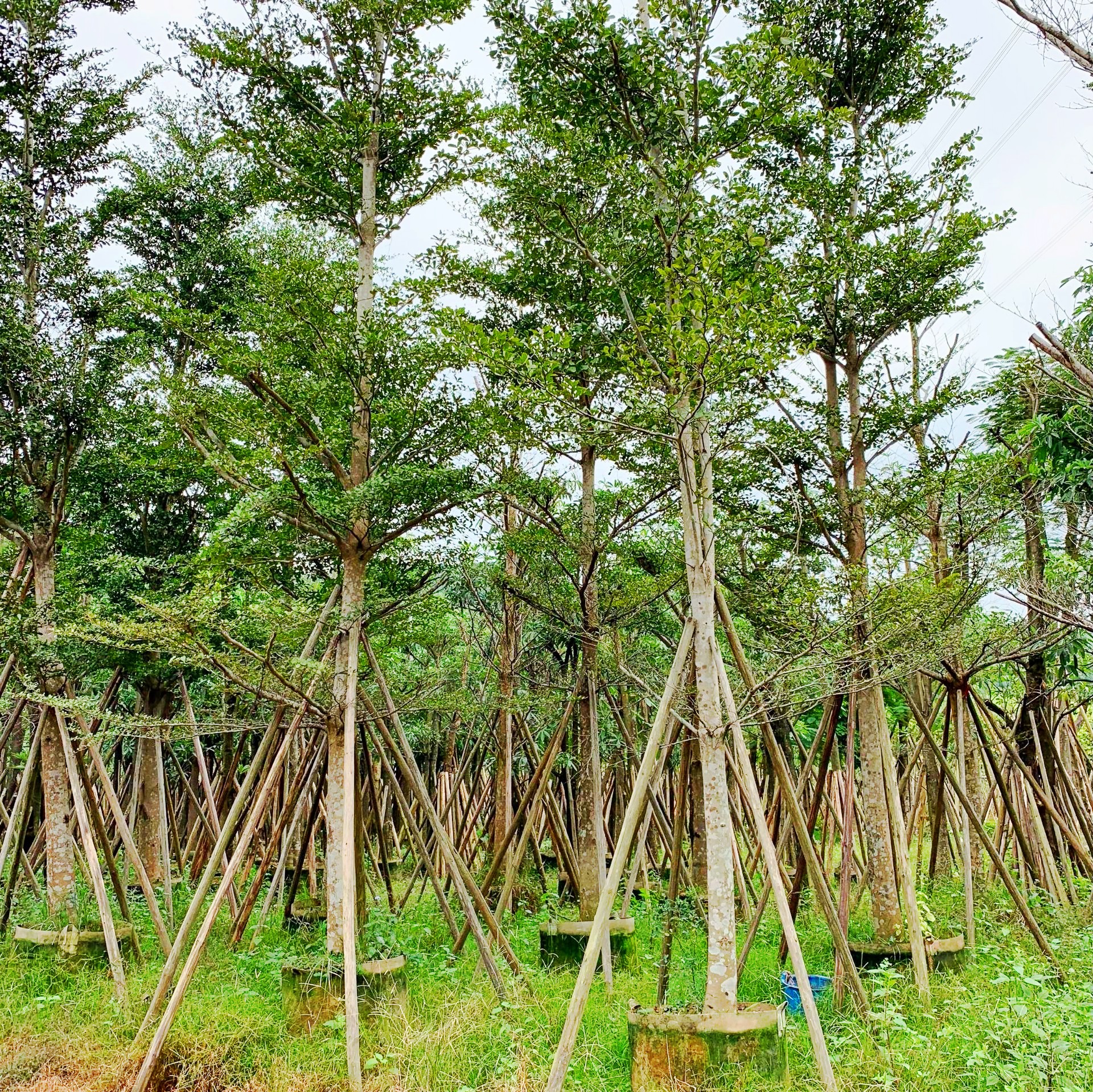 細(xì)葉欖仁圖片/細(xì)葉欖仁樣板圖 (3)