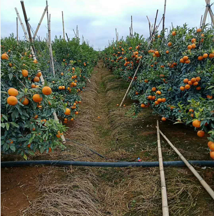 廣西沃柑苗價格 廣西沃柑苗報價 廣西沃柑苗批發(fā) 廣西沃柑苗 廣西沃柑苗