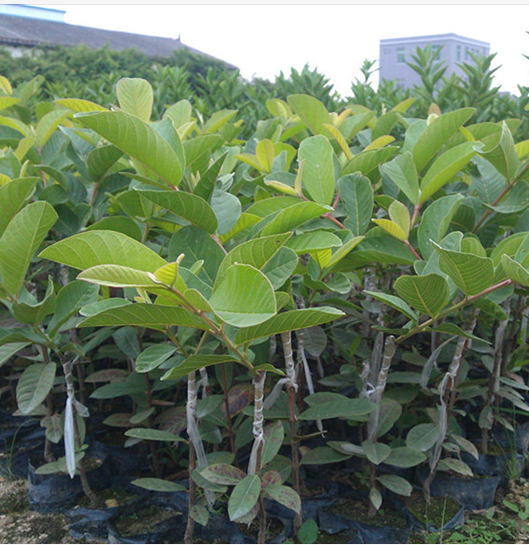 廣西荔枝苗報(bào)價(jià) 廣西荔枝苗 荔枝苗木批發(fā) 廣西荔枝苗種植基地 廣西荔枝苗