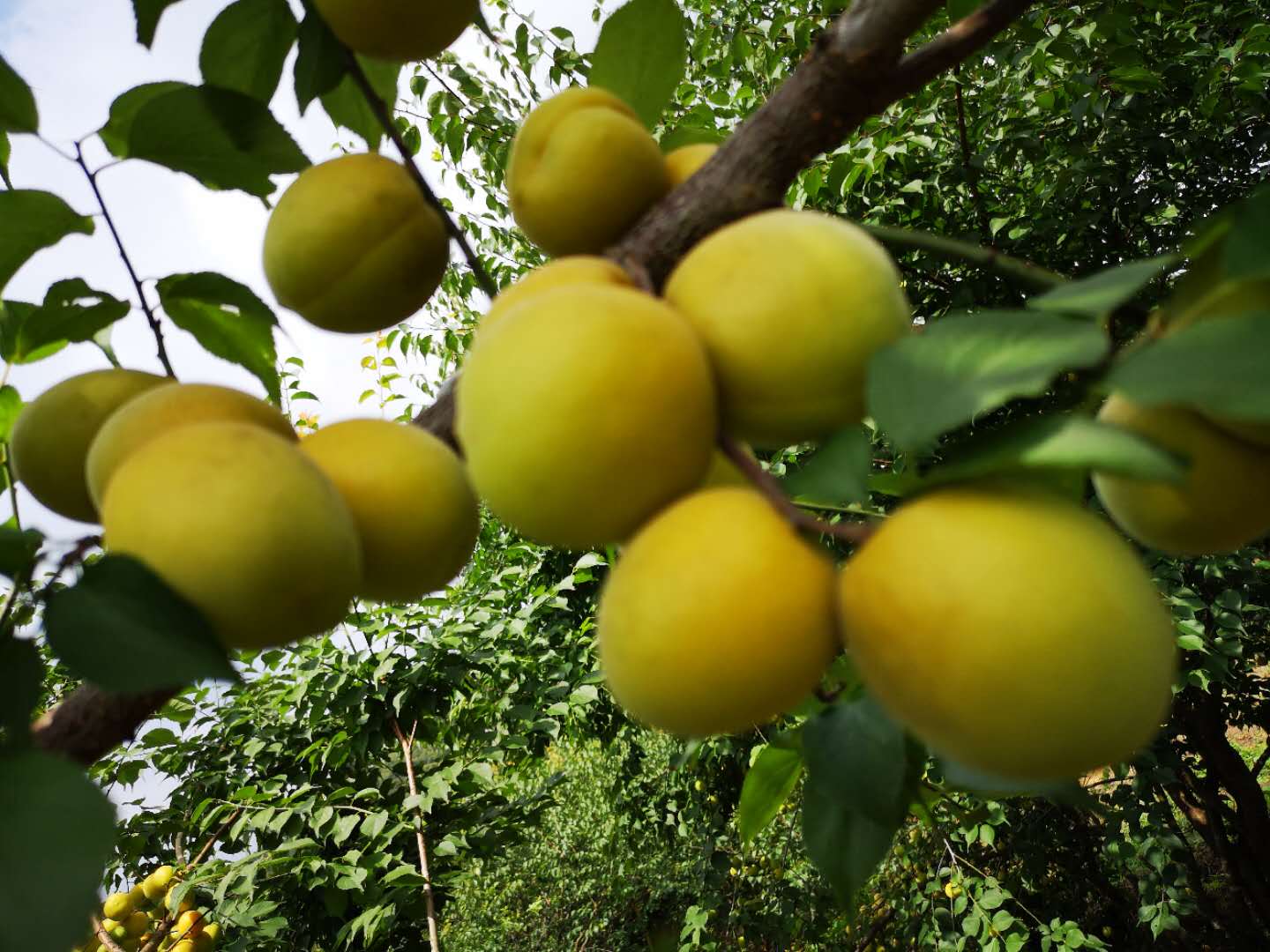 青梅树苗广西青梅树苗繁育基地