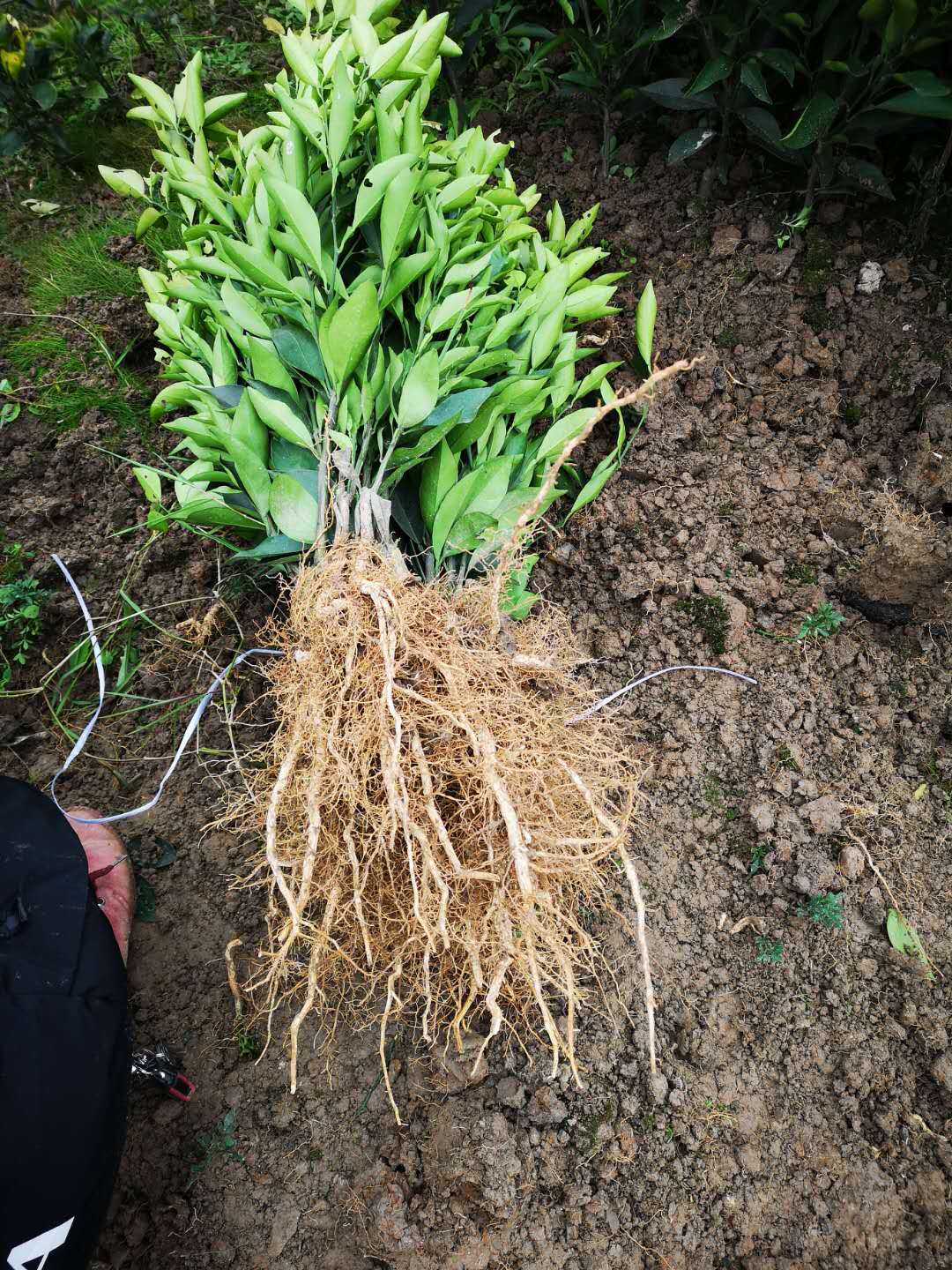 长叶香橙苗种植技术，长叶香橙苗种植未来市场，长叶香橙苗种植方法，长叶香橙苗种植基地图片