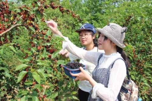 广西哪里有正宗桑果酒卖-广西国康壹号桑果酒招商热线/厂家批发价格图片