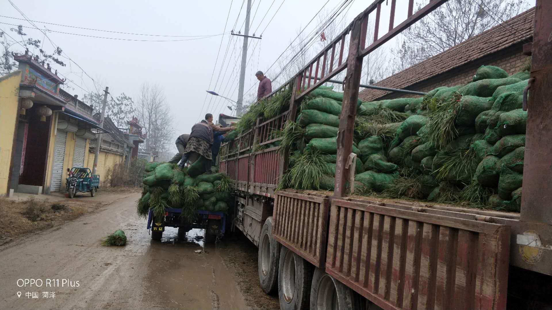 河北麦冬草苗基地|河北麦冬草苗报价|河北麦冬草苗哪里有|河北麦冬草苗联系方式|河北麦冬草苗供应