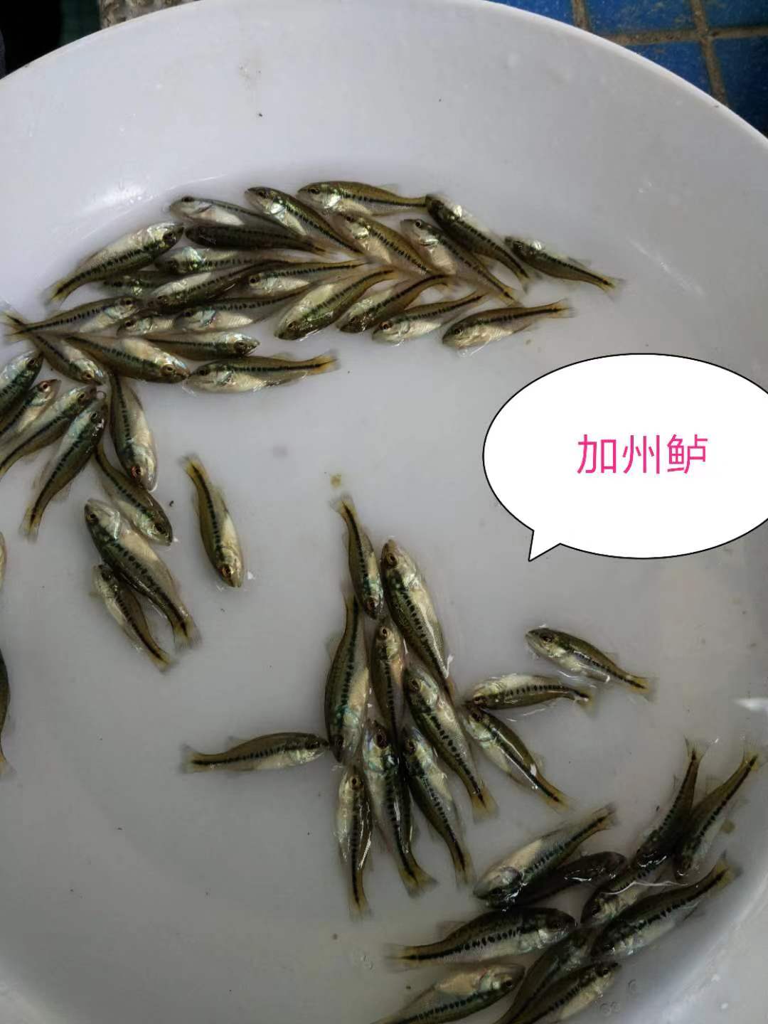 加州鱸魚苗 加州鱸魚苗價格 加州鱸魚苗批發(fā) 加州鱸魚苗養(yǎng)殖基地 供應(yīng)加州鱸魚苗 惠州加州鱸魚苗基地 大量供應(yīng)加州鱸魚苗