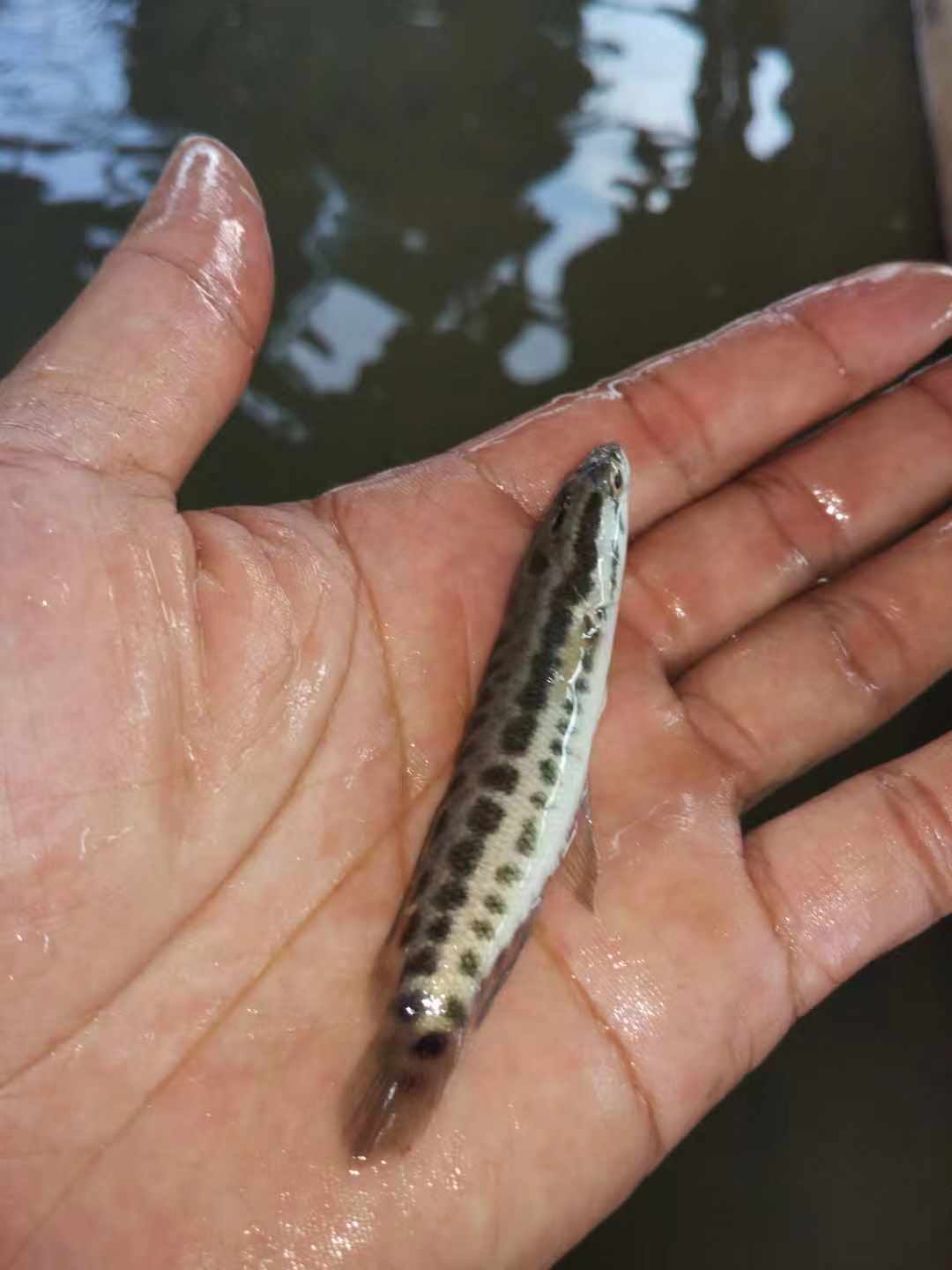 生魚苗圖片/生魚苗樣板圖 (4)