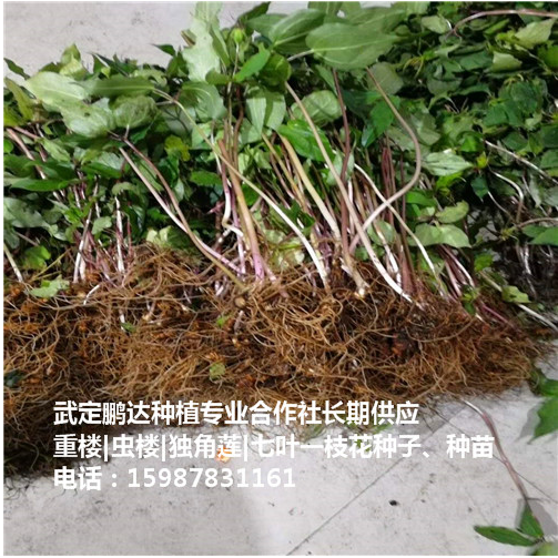 四川蟲樓批發(fā)圖片/四川蟲樓批發(fā)樣板圖 (1)