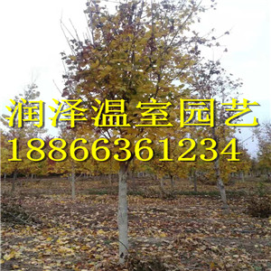 【【美國(guó)紅櫨|美國(guó)白蠟薩米特|銀槭|北美灰背櫟|*紅挪威槭|肋助花楸-潤(rùn)澤園藝】】