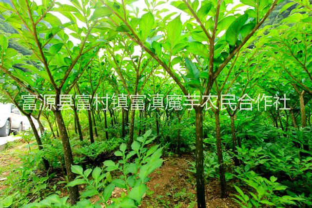 魔芋種子圖片/魔芋種子樣板圖 (3)