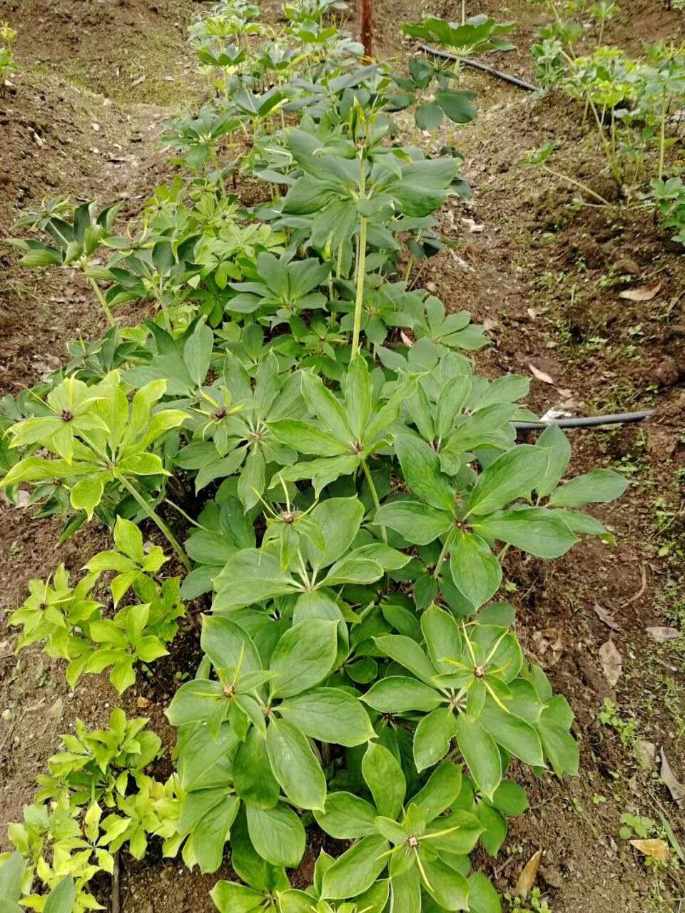 七葉一枝花圖片/七葉一枝花樣板圖 (3)
