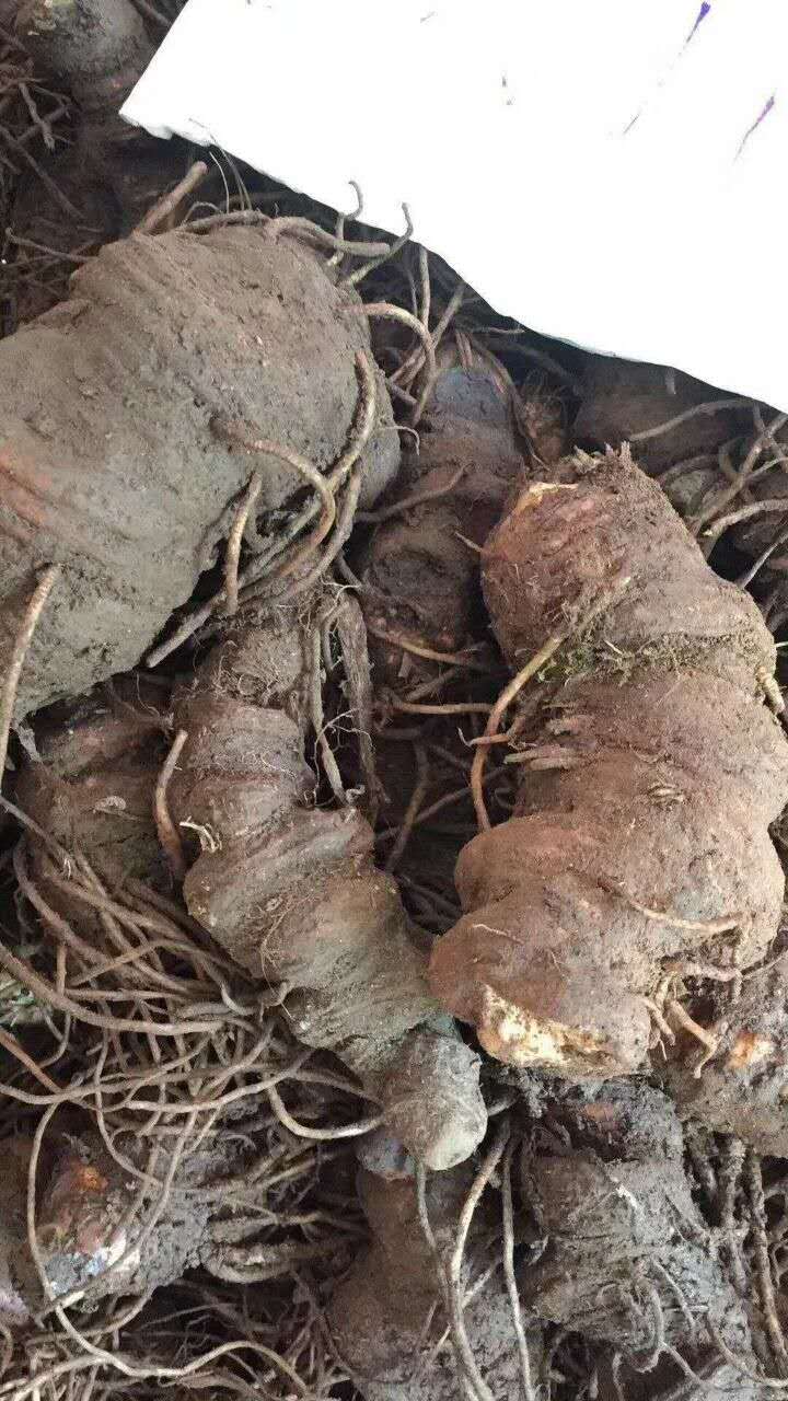 滇重樓圖片/滇重樓樣板圖 (4)