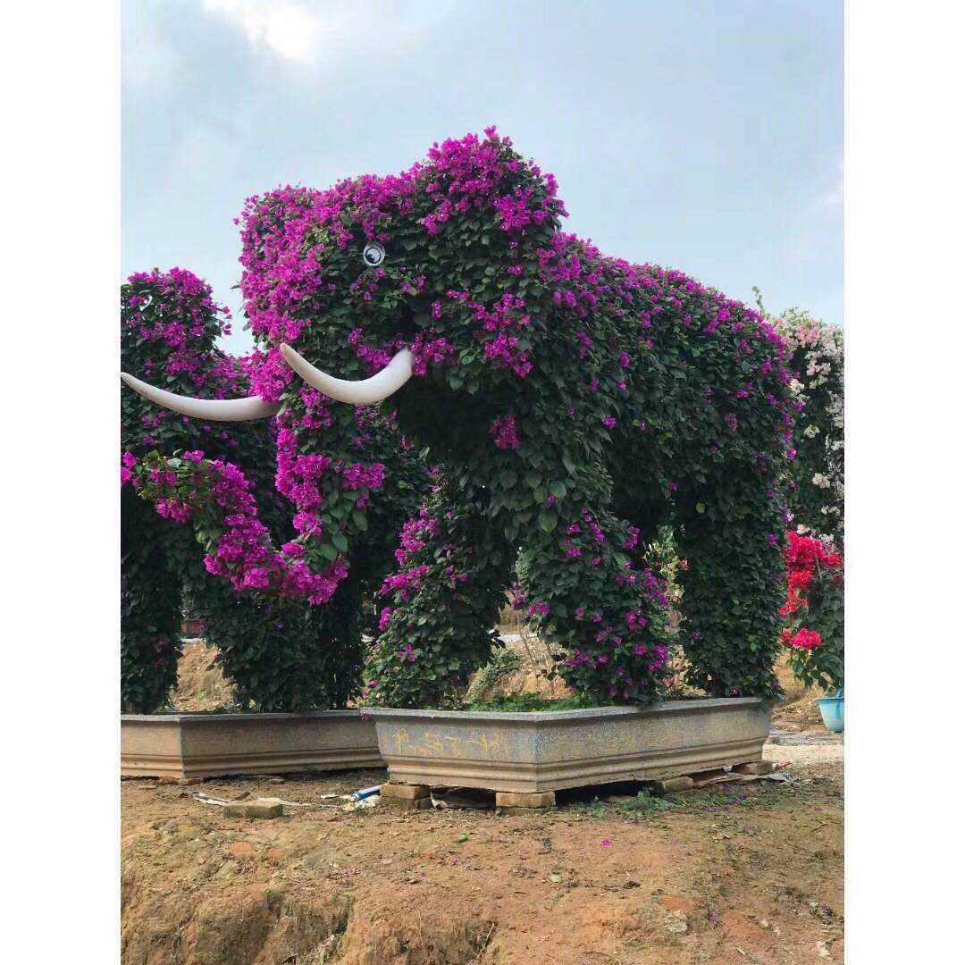 廈門三角梅造型圖片