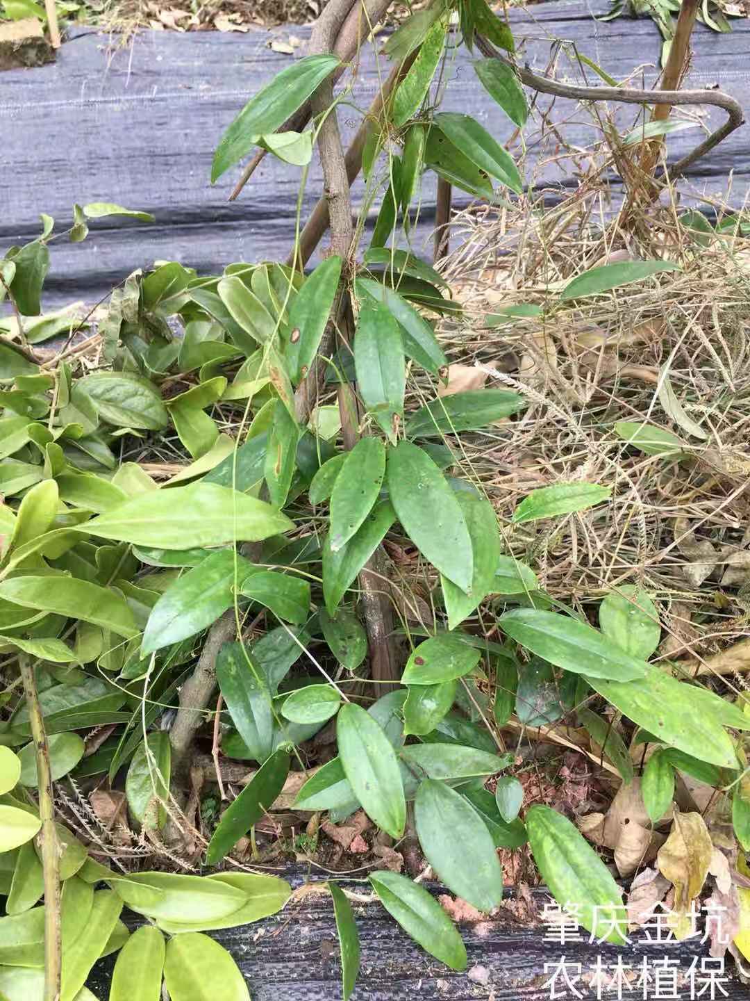 土茯苓批發(fā)