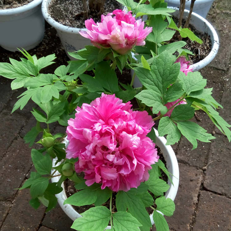 鮮花牡丹盆栽、室內(nèi)觀賞牡丹、春節(jié)催花牡丹