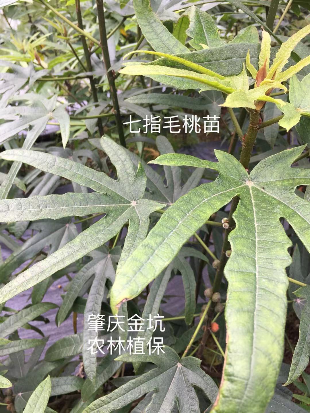 供应七个指的 五指毛桃苗图片