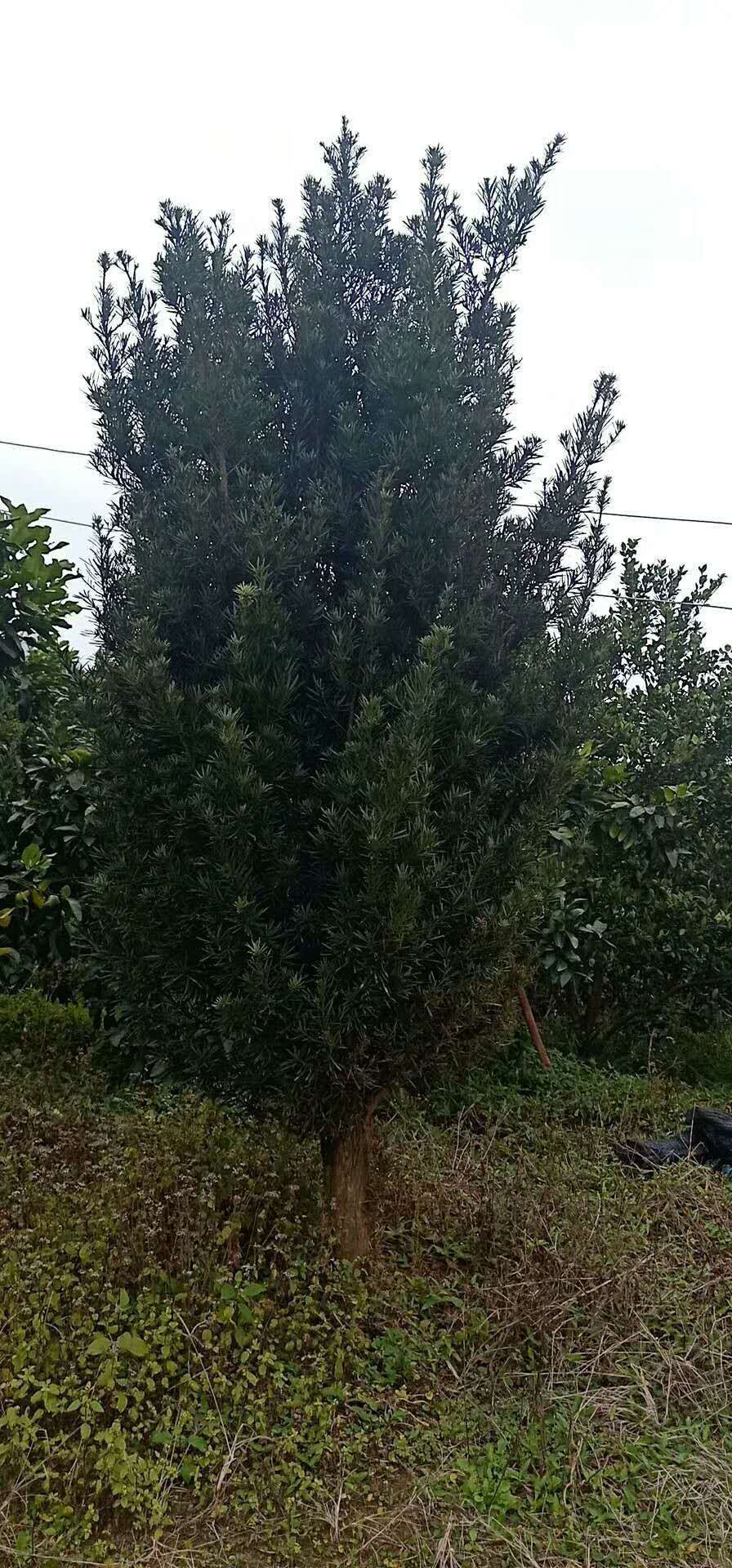 羅漢松圖片/羅漢松樣板圖 (4)
