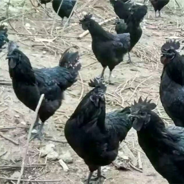 烏雞苗圖片/烏雞苗樣板圖 (4)