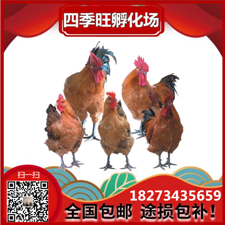 紅羽土雞苗||青腳土雞苗||青腳麻土雞苗||黑腳土雞雞苗||紅毛公雞苗