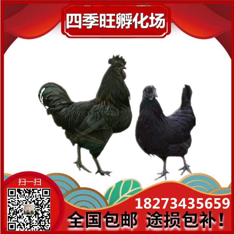 烏雞苗圖片/烏雞苗樣板圖 (2)