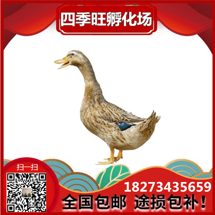 批發(fā)水鴨苗 江南一號蛋鴨苗 青殼2號綠殼蛋鴨苗