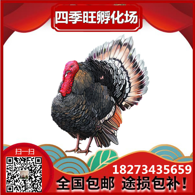 火雞苗批發(fā)||珍*苗||貴妃雞苗||湖南土雞苗出售
