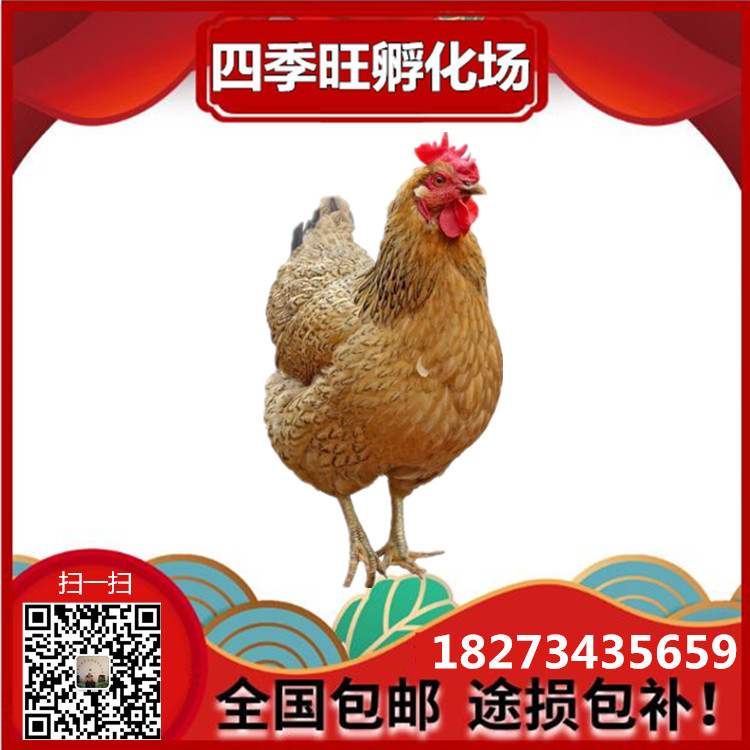 湖南孵化場(chǎng)圖片/湖南孵化場(chǎng)樣板圖 (4)