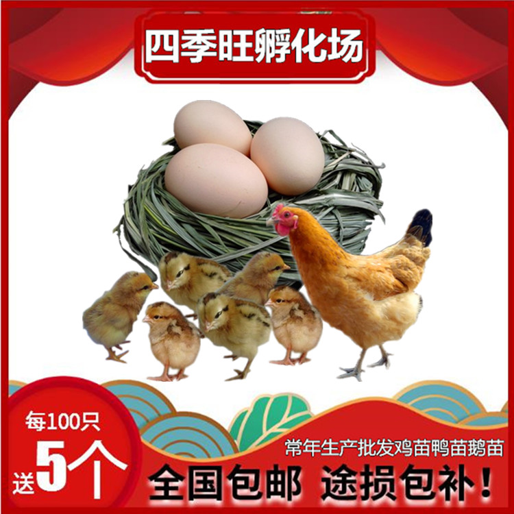 五黑雞苗圖片/五黑雞苗樣板圖 (2)
