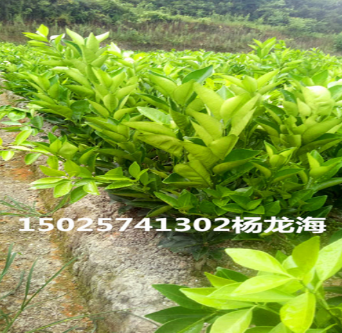 臍橙苗圖片/臍橙苗樣板圖 (3)