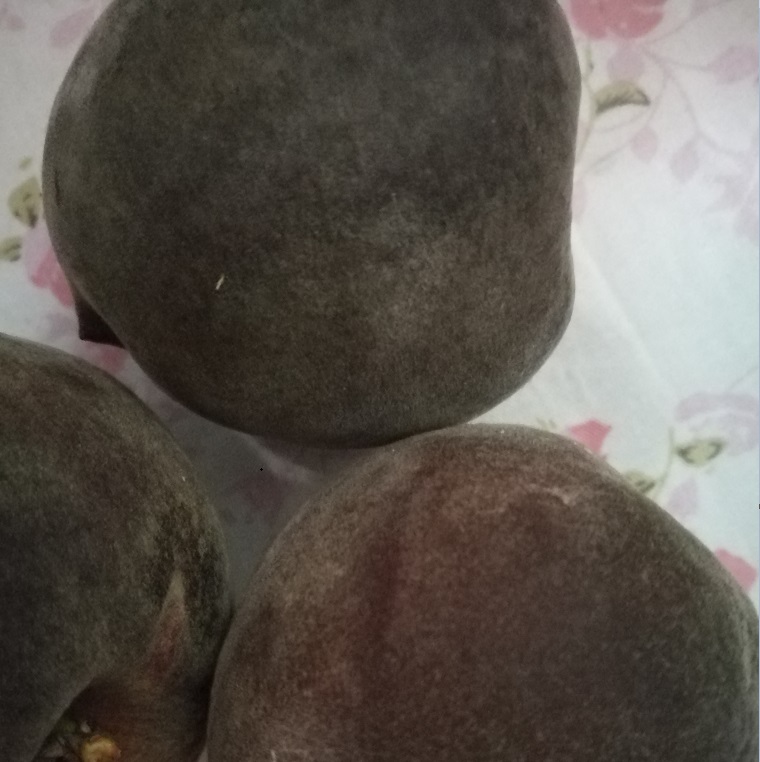 桃樹苗圖片/桃樹苗樣板圖 (1)