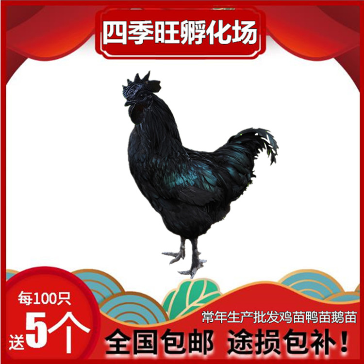 五黑雞苗||蛋雞苗||五黑一綠綠殼蛋雞苗||高產(chǎn)蛋黑羽麻羽綠殼蛋土雞苗