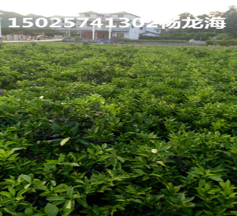 臍橙苗圖片/臍橙苗樣板圖 (4)