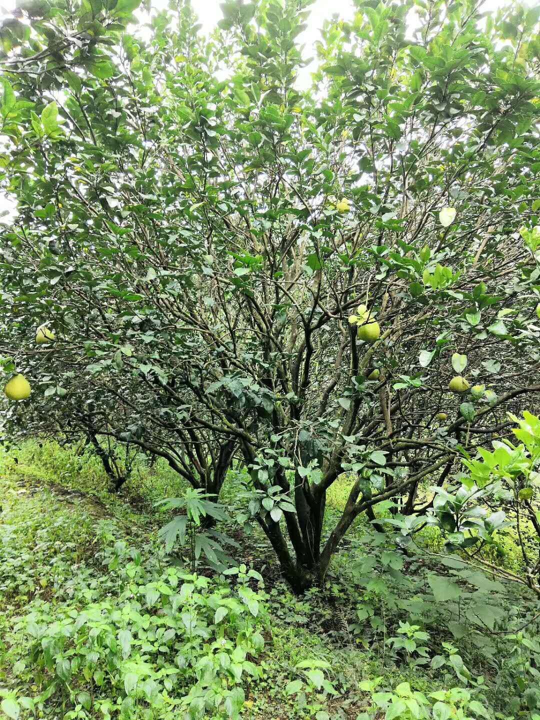 廣東柚子樹二至四十公分-江西香泡樹基地/廠家批發(fā)價(jià)格報(bào)價(jià)供應(yīng)商