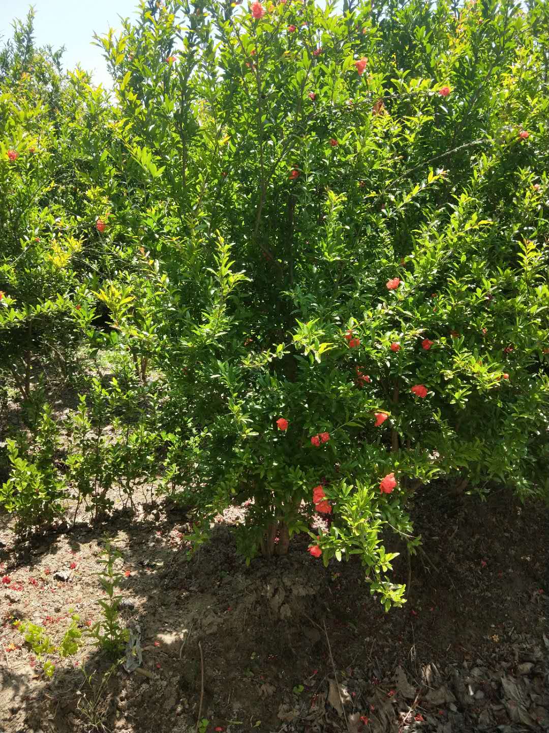 花石榴 优质花石榴哪家好卖 江苏花石榴供应商 江苏宿迁优质花石榴 优质花石榴出售 江苏优质花石榴价格 优质花石榴报价