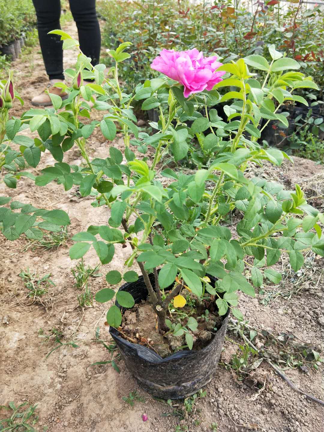 玫瑰花 玫瑰花哪家好賣 玫瑰花供應商 江蘇宿遷優(yōu)質玫瑰花 江蘇優(yōu)質玫瑰花出售 江蘇優(yōu)質玫瑰花價格 江蘇優(yōu)質玫瑰花報價