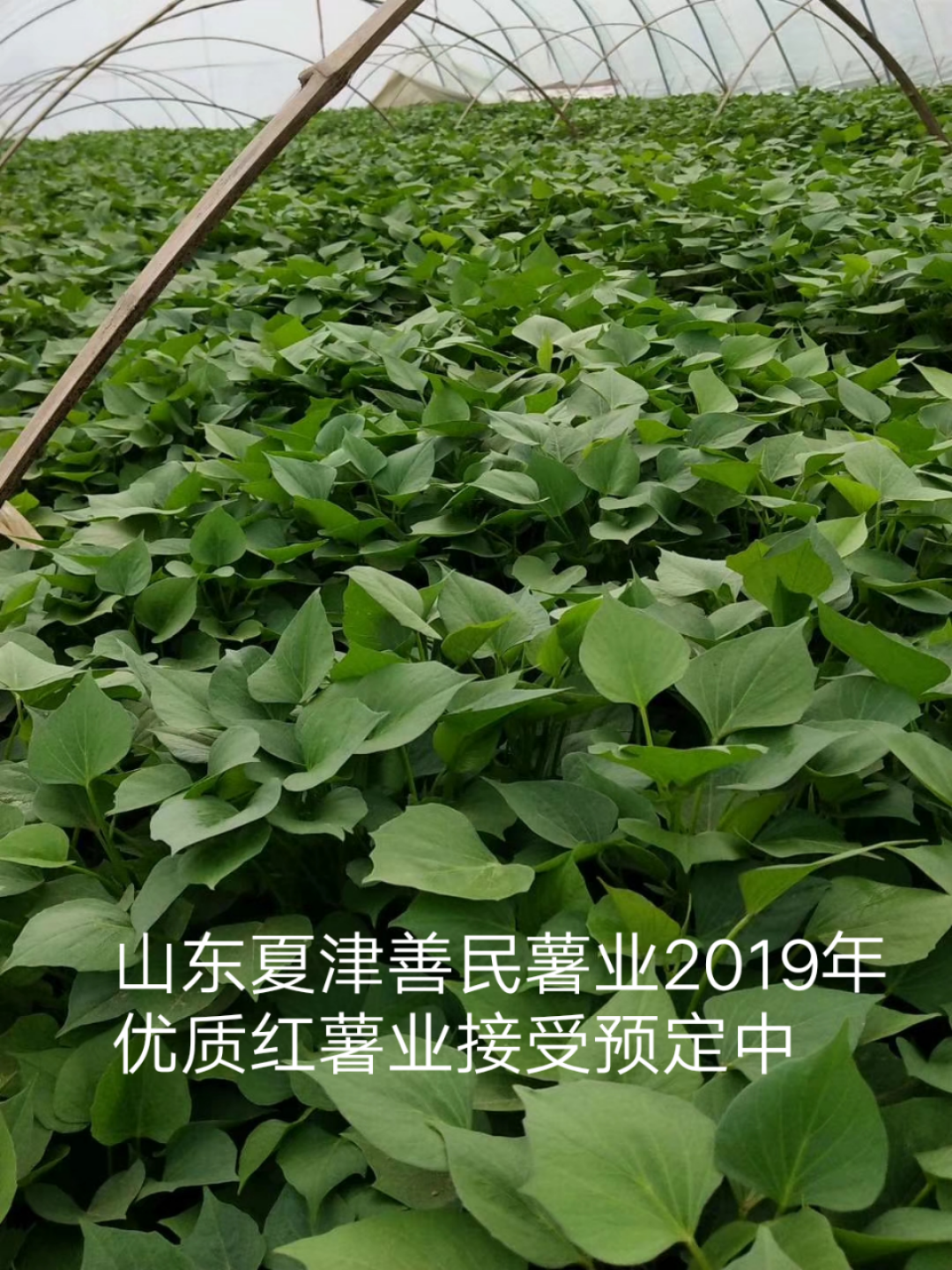 脫毒紅薯苗批發(fā)脫毒紅薯育苗基地