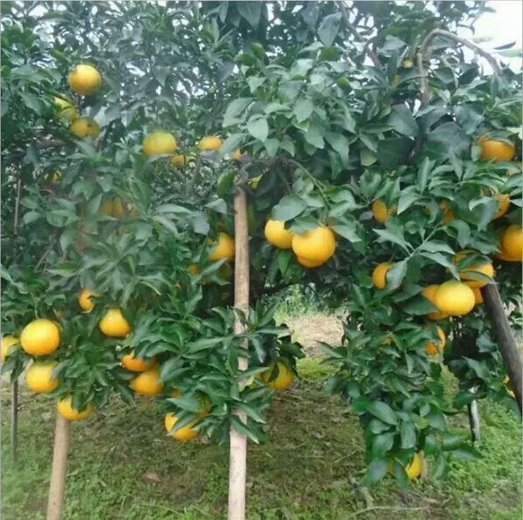 廣西愛媛38號(hào)雜柑樹苗圖片/廣西愛媛38號(hào)雜柑樹苗樣板圖 (3)