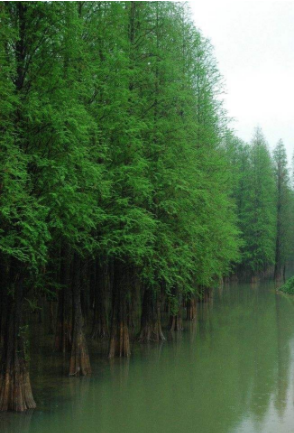 益阳市湖南水杉基地厂家湖南水杉基地-益阳水杉价格-江西水杉基地/厂家报价供应商