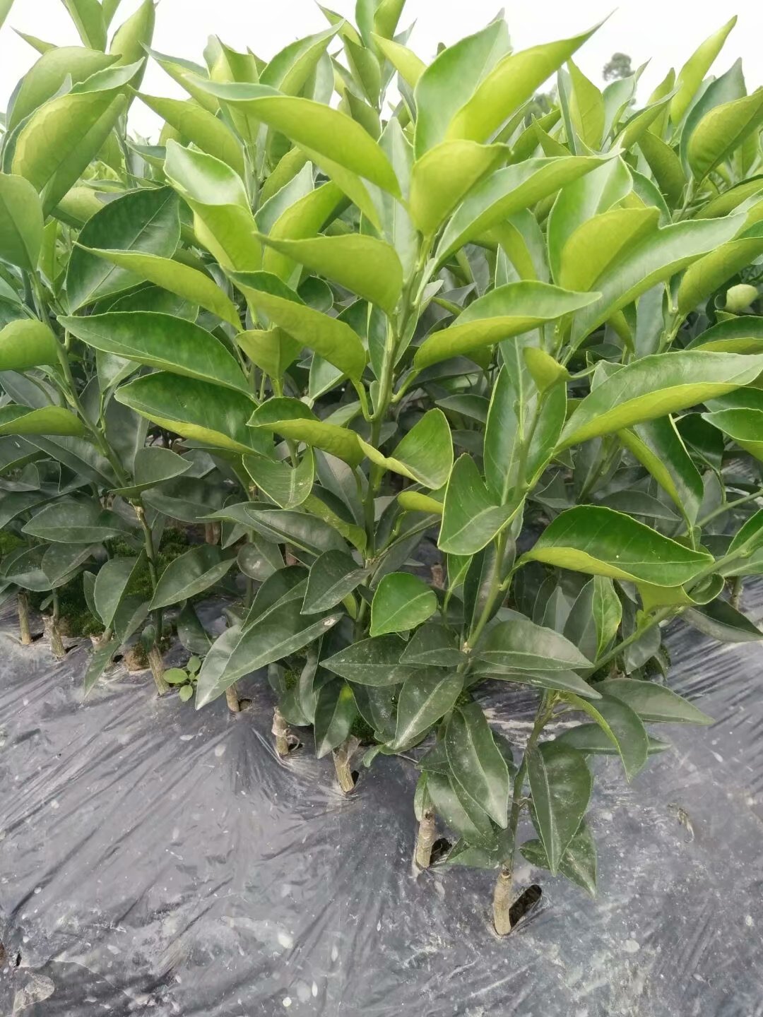 紐荷臍橙苗圖片/紐荷臍橙苗樣板圖 (3)