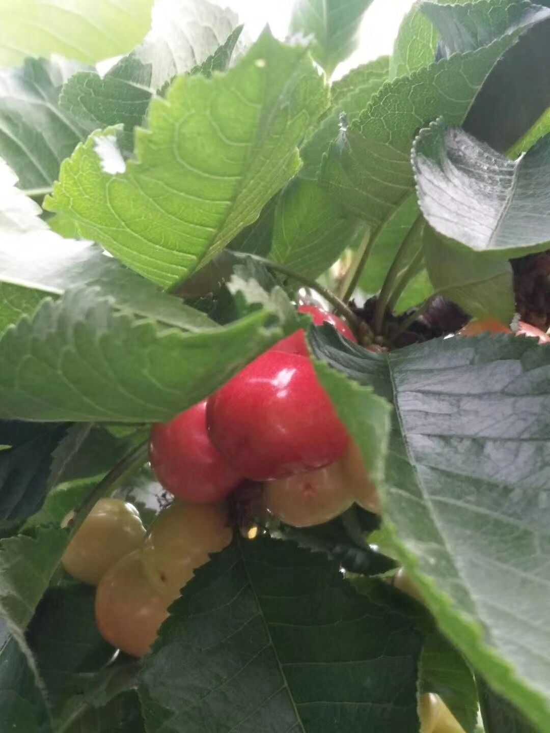 四川圖片/四川樣板圖 (1)