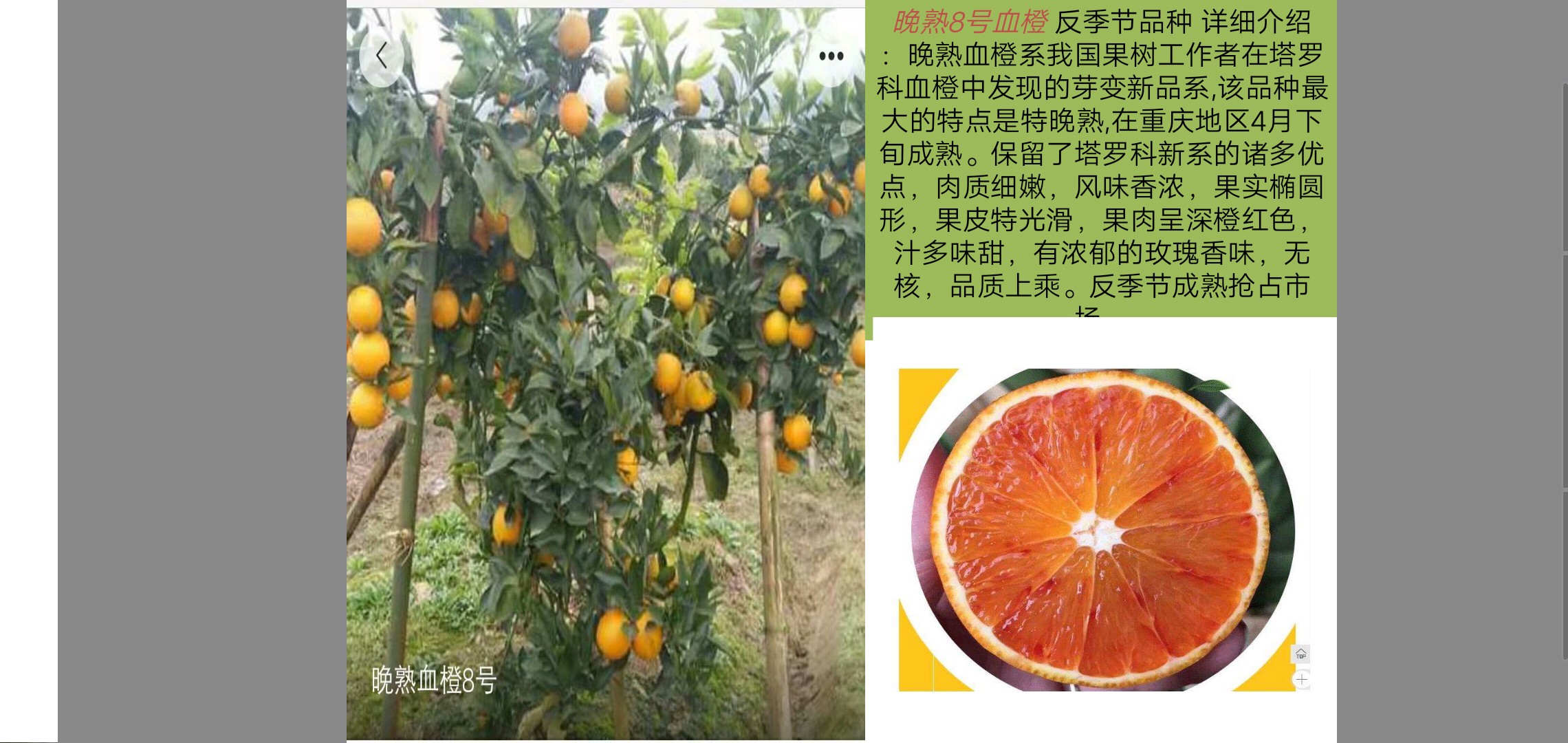 晚熟8號(hào)血橙