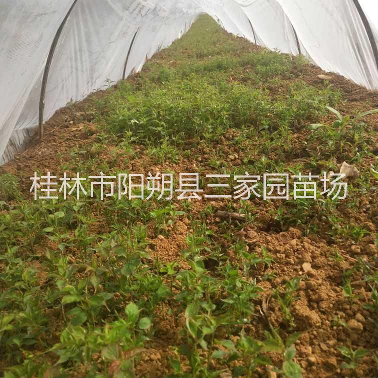 毛桃種苗報(bào)價(jià)圖片