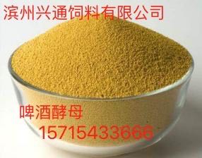 山東濱州廠家供應啤酒酵母