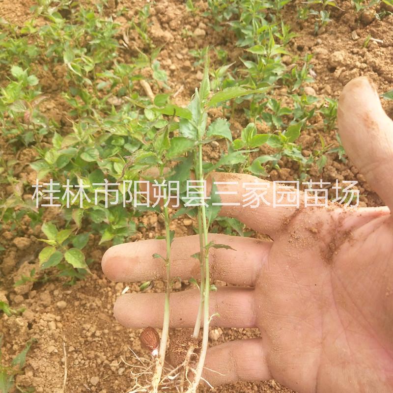 廣西青梅苗 酸梅芽苗 廣東青梅果苗