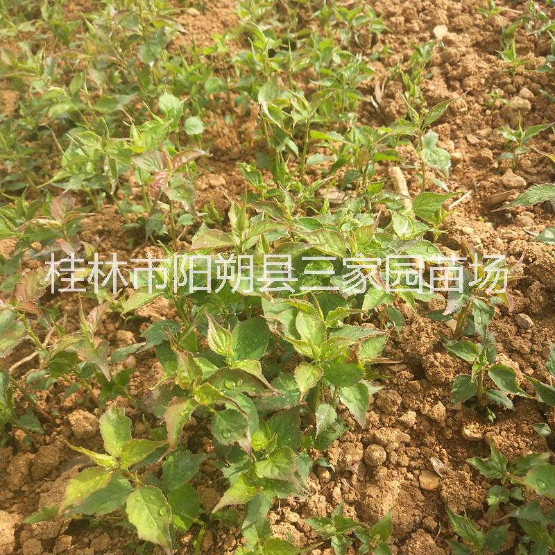 青梅圖片/青梅樣板圖 (3)