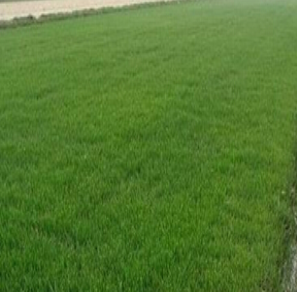 草皮圖片/草皮樣板圖 (4)