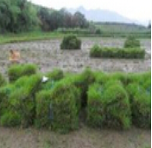 台湾草 台湾草生产厂家 台湾草公司 台湾草电话 台湾草哪家好 台湾草供应商