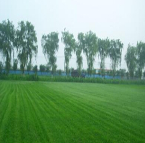 大葉圖片/大葉樣板圖 (3)