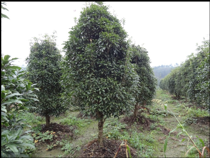 桂花樹(shù)圖片/桂花樹(shù)樣板圖 (4)